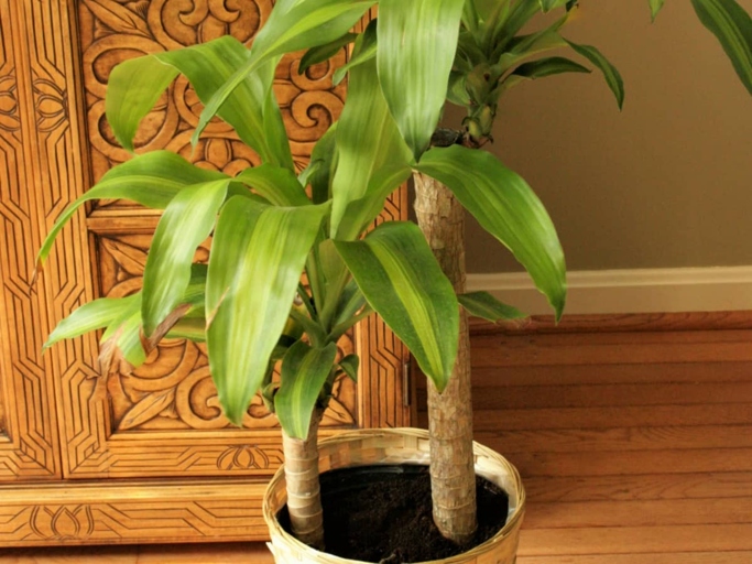 If you want to keep your rubber plant healthy and free of brown spots, you'll need to be diligent about control and management.