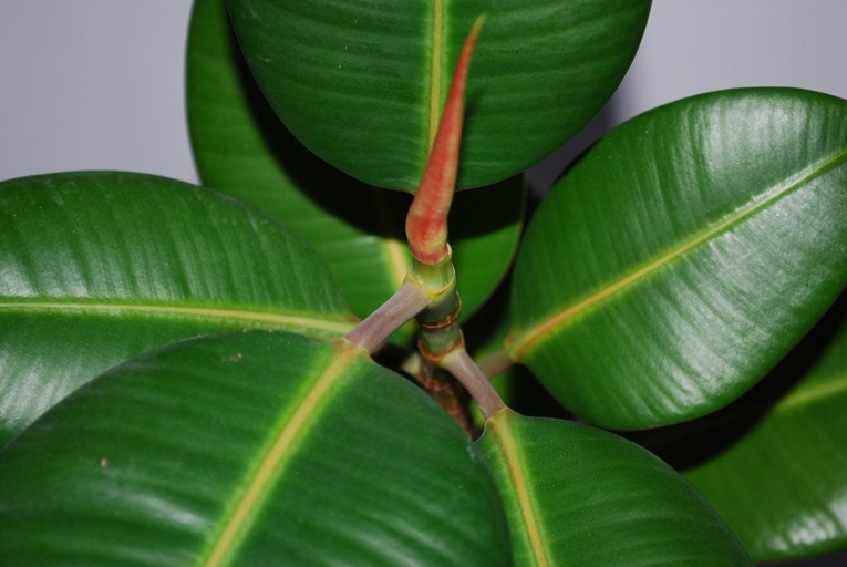 If you want to keep your rubber plant healthy and free of brown spots, you'll need to be vigilant about control and management.