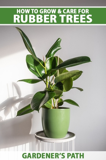 If you want to keep your rubber plant looking its best, you'll need to control and manage the brown spots that can form on its leaves.