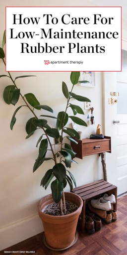 If you want to keep your rubber plant looking its best, you'll need to control the brown spots.