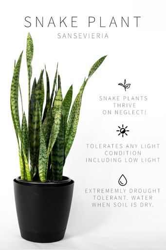 If you want to keep your snake plant healthy, make sure to only water the roots and not the leaves.