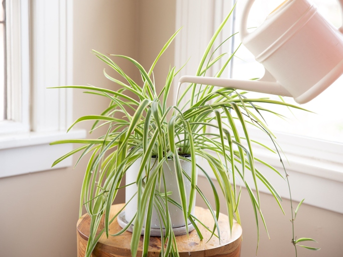 If you want to keep your spider plant healthy, make sure to use well drainage capacity soil.