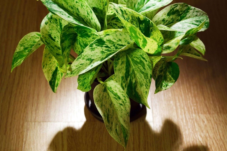 If you want to know how much light your pothos is getting, you can use a lux meter to measure the amount of light in the area.