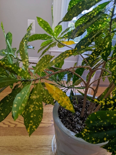 If you want to know how often to water your Croton, the best way is to use a moisture meter.