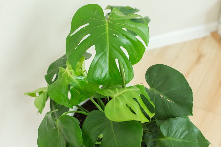 If you want to know whether your home has enough humidity for a monstera, there are a few ways to measure it.