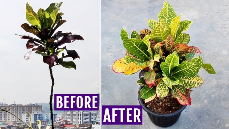If you want to make your croton bushier, the first step is to identify the branch that you want to prune.