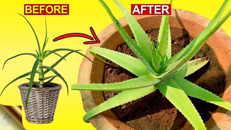 If you want to make your leggy aloe vera plant lush and bushy, you can propagate it.