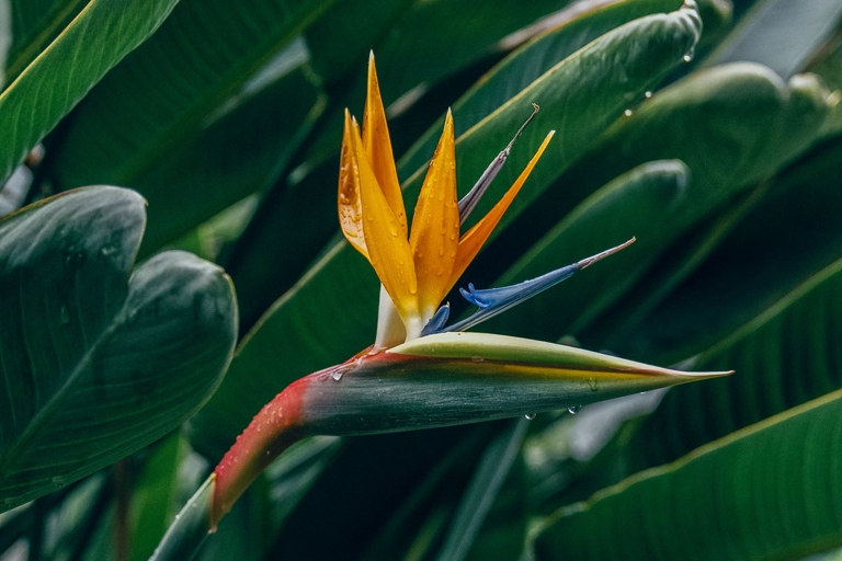 If you want to prevent white spots on your bird of paradise, you should keep the plant in a warm, humid environment and mist it regularly.