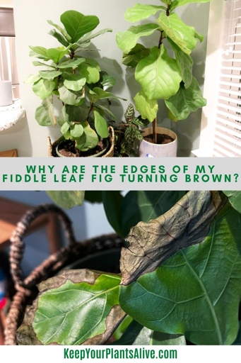 If you want to prevent your fiddle leaf fig from getting brown leaf tips, here are a few tips: