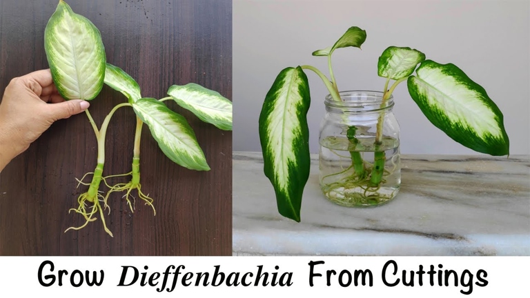 If you want to propagate your Dieffenbachia, cuttings are the way to go.