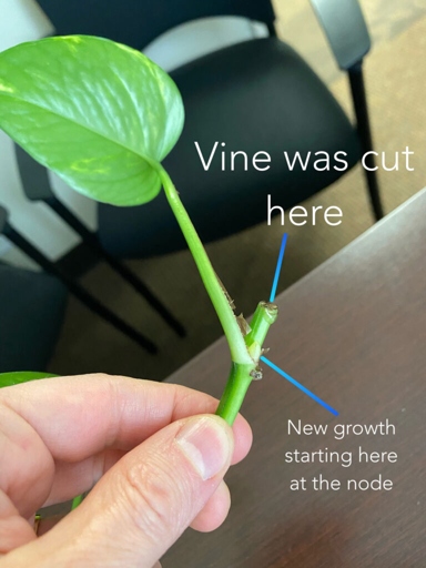 If you want to propagate your pothos, cut a section of the stem that has at least 2 nodes and place it in water.