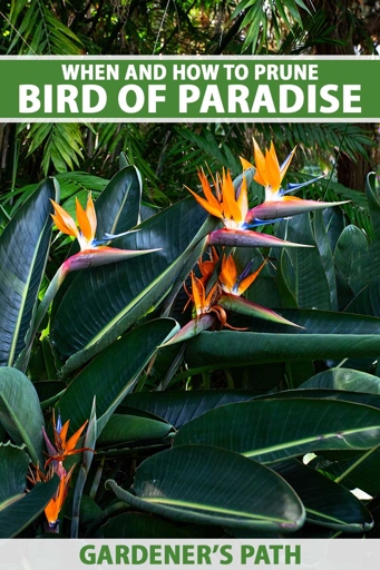 If you want to prune a bird of paradise, you will need to use the appropriate tools.