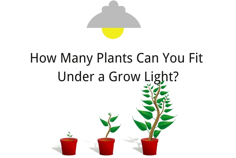 If you want to put plants wherever you like, get a grow light!