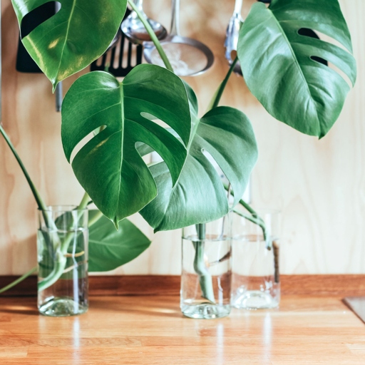 If you want to reduce the shock that your Monstera plant experiences during transplantation, you should remove the dead parts of the plant before you begin.