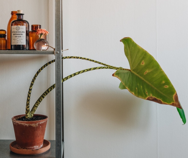 If you want your Alocasia Portodora Plant to thrive, be sure to water it properly.