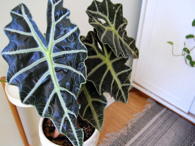 If you want your Alocasia Portodora to thrive, make sure to keep it away from direct sunlight.