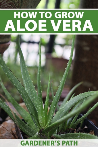 If you want your aloe vera plant to thrive, make sure it gets enough sunlight.