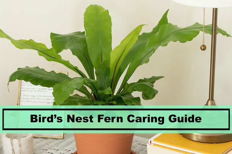 If you want your bird's nest fern to stay healthy, start with a good potting mix.