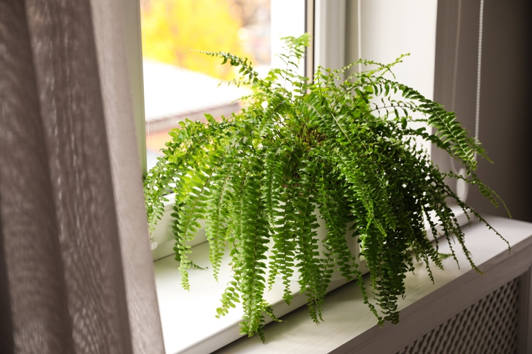 If you want your button fern to thrive, be sure to turn on your air conditioner or your heater.