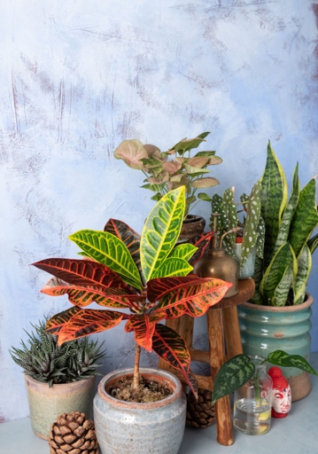 If you want your croton to be bushier, provide consistent warmth.