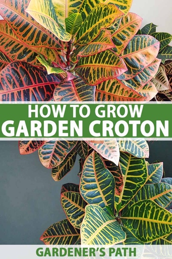 If you want your croton to have lush, green leaves, then you need to start using a fertilizer.