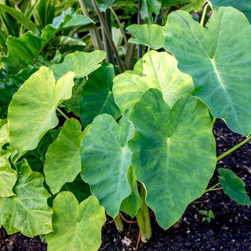 If you want your elephant ear plant to bloom, you're going to have to wait until the fall.