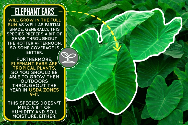 If you want your elephant ear plant to grow quickly, place it in full direct sunlight.