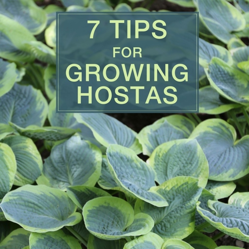 If you want your giant hosta to thrive, make sure to plant the bulb correctly.