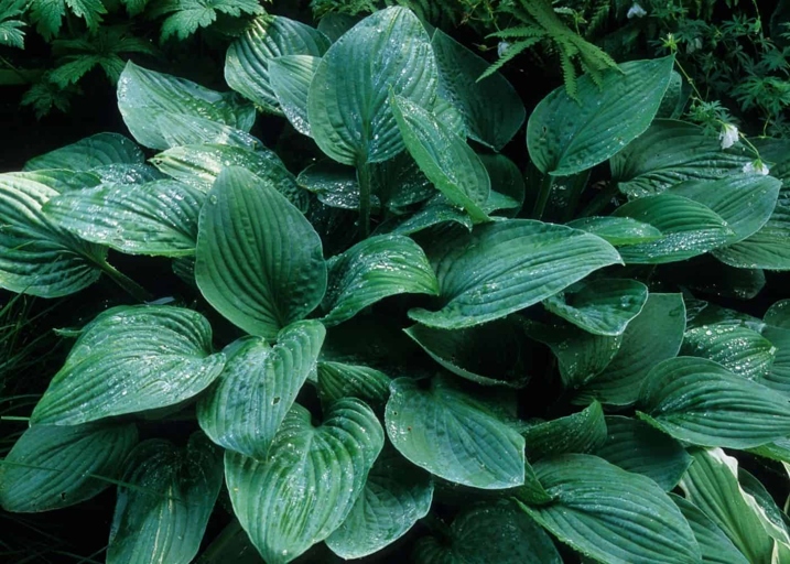If you want your hostas to thrive, you need to start with good quality soil.