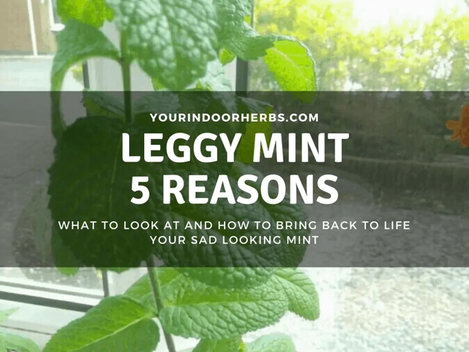 If you want your mint to have leggy growth, you'll need to follow a few simple steps.