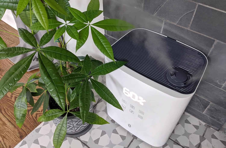 If you want your money tree to thrive, you should invest in a humidifier.