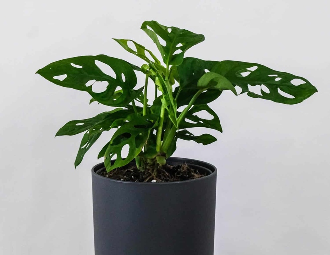 If you want your Monstera adansonii to stay healthy, make sure to use good quality water.