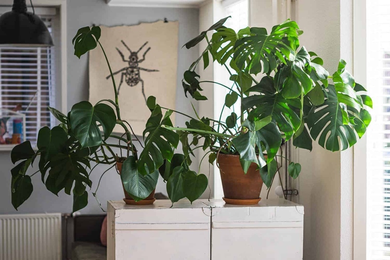If you want your Monstera Deliciosa to grow slow and steady, avoid these 9 causes.