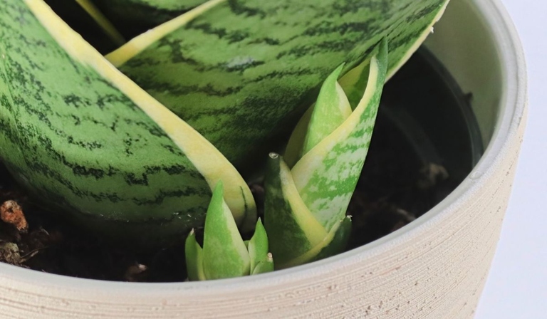 If you want your snake plant to mature, allow it to grow new shoots by propagating pups.