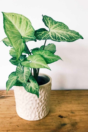 If you want your Syngonium Albo to thrive, you must change the water regularly.