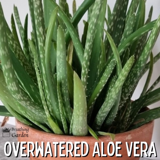 If you water your aloe vera plant every other week during the summer, the leaves will grow back.