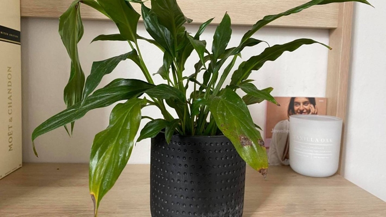 If you water your peace lily inconsistently, you may notice brown spots on the leaves.