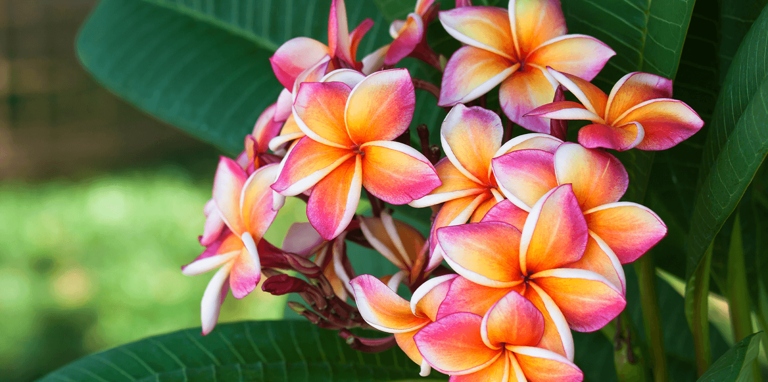 If you water your plumeria every day, you may be overwatering it.