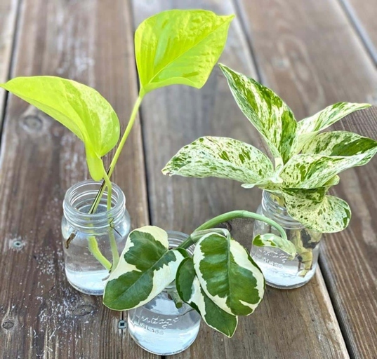 If you water your pothos inconsistently, the leaves will start to turn brown.