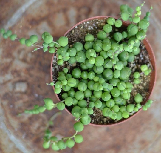 If you withhold water for a longer period, your string of pearls will have a better chance of surviving.