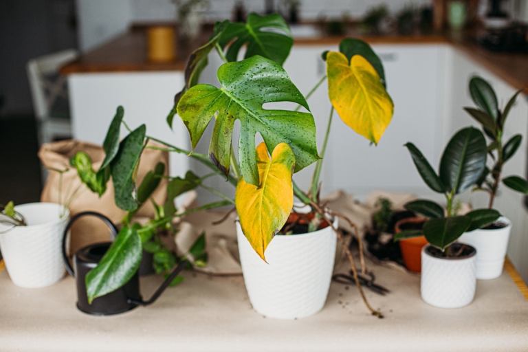 If your Abutilon leaves are turning yellow, it could be due to a magnesium deficiency.