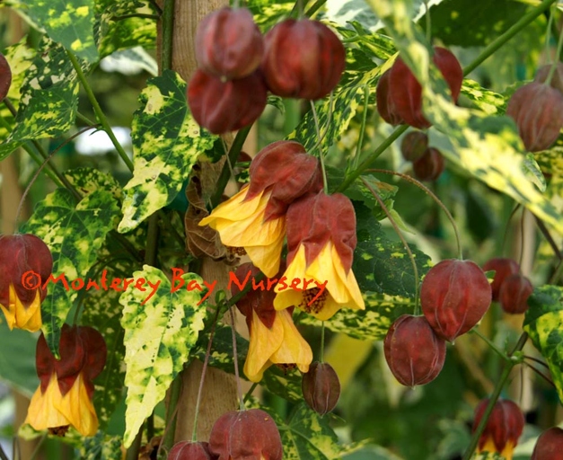 If your Abutilon plant has yellow leaves, don't worry - there are a few things you can do to fix it.