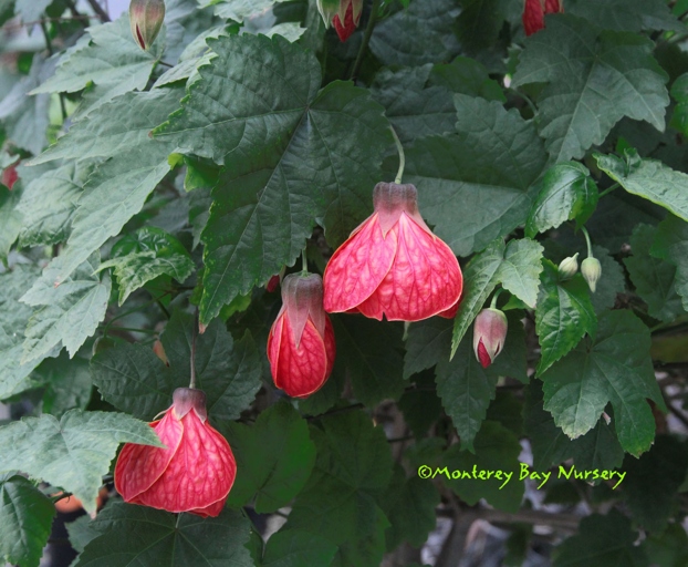 If your abutilon plant has yellow leaves, it could be due to one of six possible causes. Luckily, all of these causes are easily remedied.