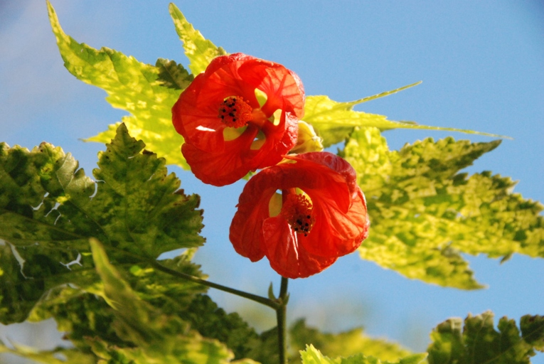 If your Abutilon plant has yellow leaves, it could be due to one of six possible causes.