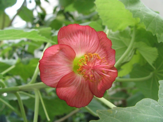 If your Abutilon plant has yellow leaves, it could be due to one of these six causes.