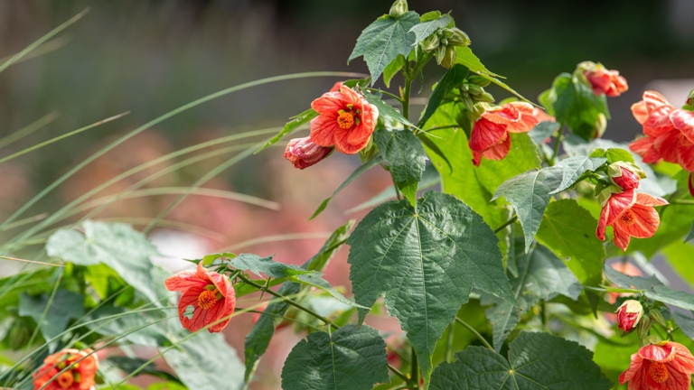 If your abutilon plant has yellow leaves, it may be time to transplant it into a new substrate.