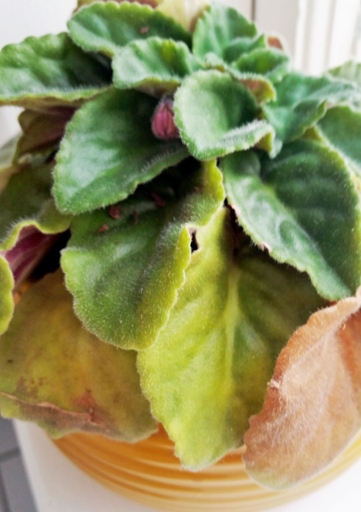 If your African violet is looking wilted and its leaves are yellow or brown, it is probably overwatered.