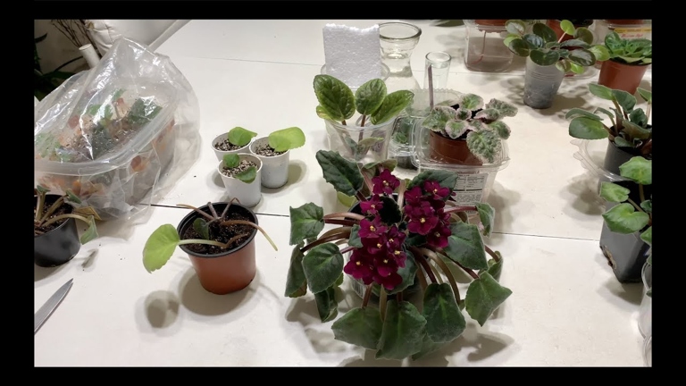 If your African violet is overwatered, don't despair.