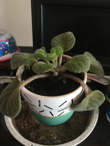 If your African violet is wilting, it is likely overwatered.