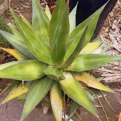 If your agave leaves are turning yellow, it could be due to a nutrient deficiency, pests, or disease.